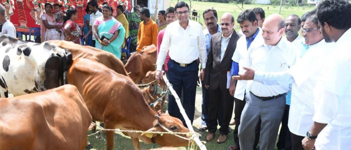 Centre to implement livestock insurance as pilot project in Chittoor