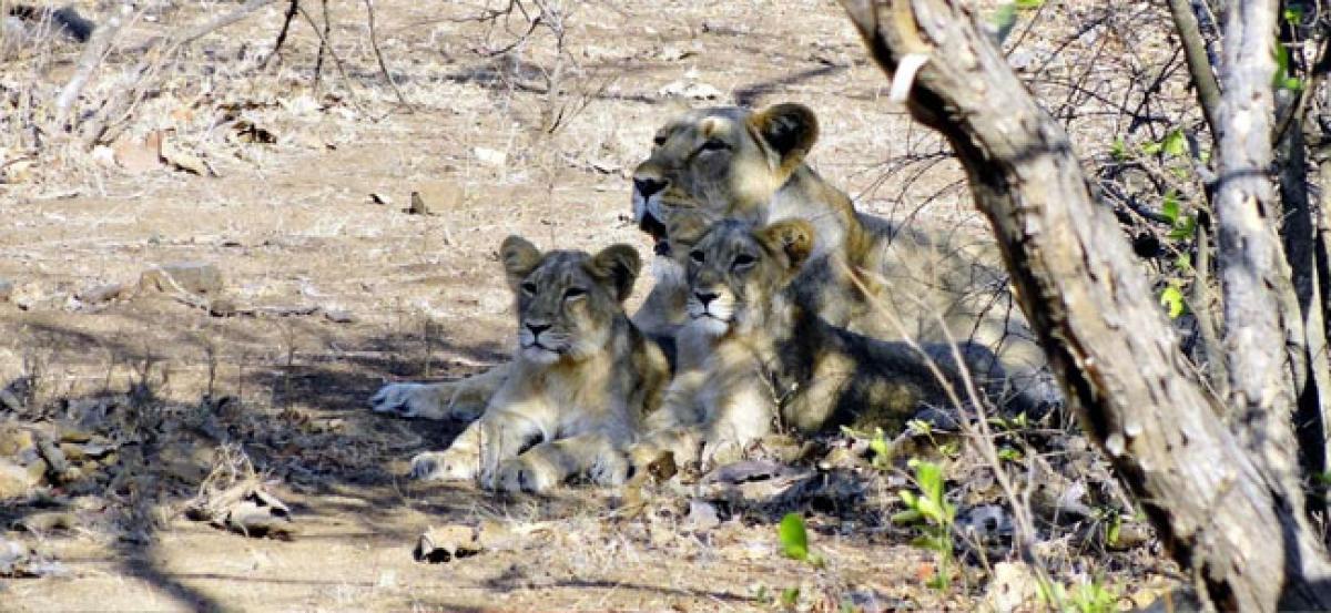 Lost roar: Last home to Asiatic lions, Gujarat reports unnatural death of 184 big cats in 2 years; Court issues notice