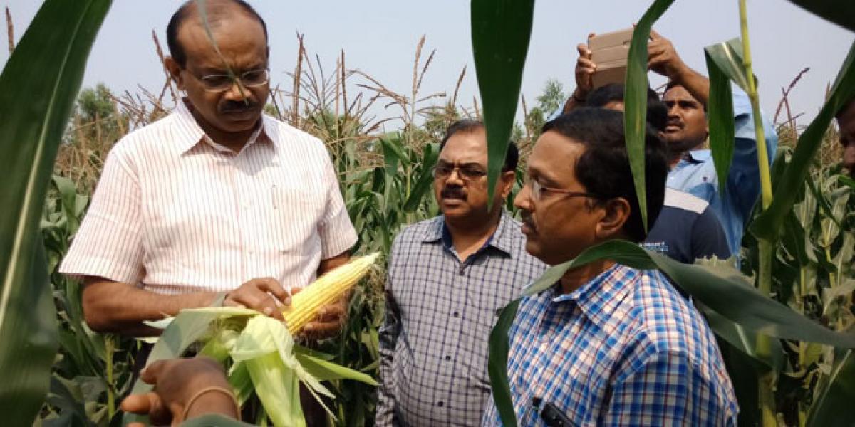 Cultivation of maize leaves farmers in lurch in Srikakulam