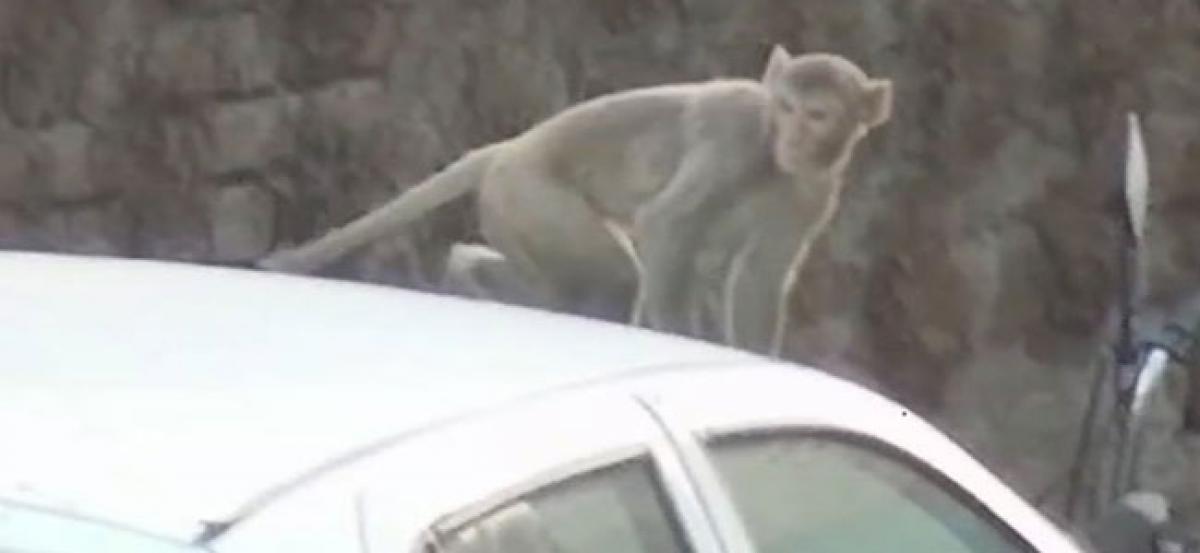 Monkey snatches Rs. 2 lakh cash bag from man