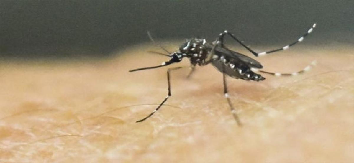 Residents take to Twitter over mosquito menance