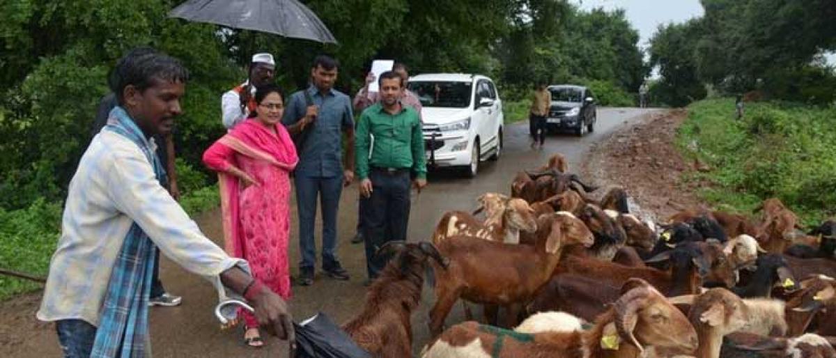 Shepherds urged to take proper care of sheep: Mahabubabad Collector