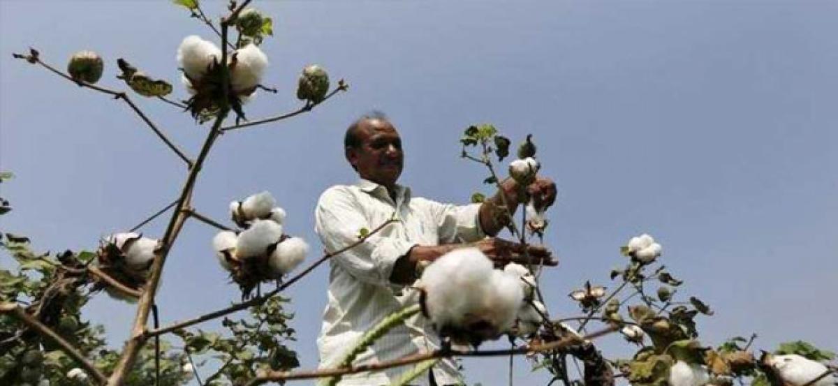 Maharashtra fines MNCs, others Rs 1,200 cr for supplying inferior BT cotton seeds