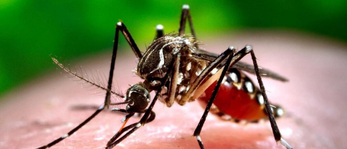 Telangana to get 18 new labs to fight dengue bite