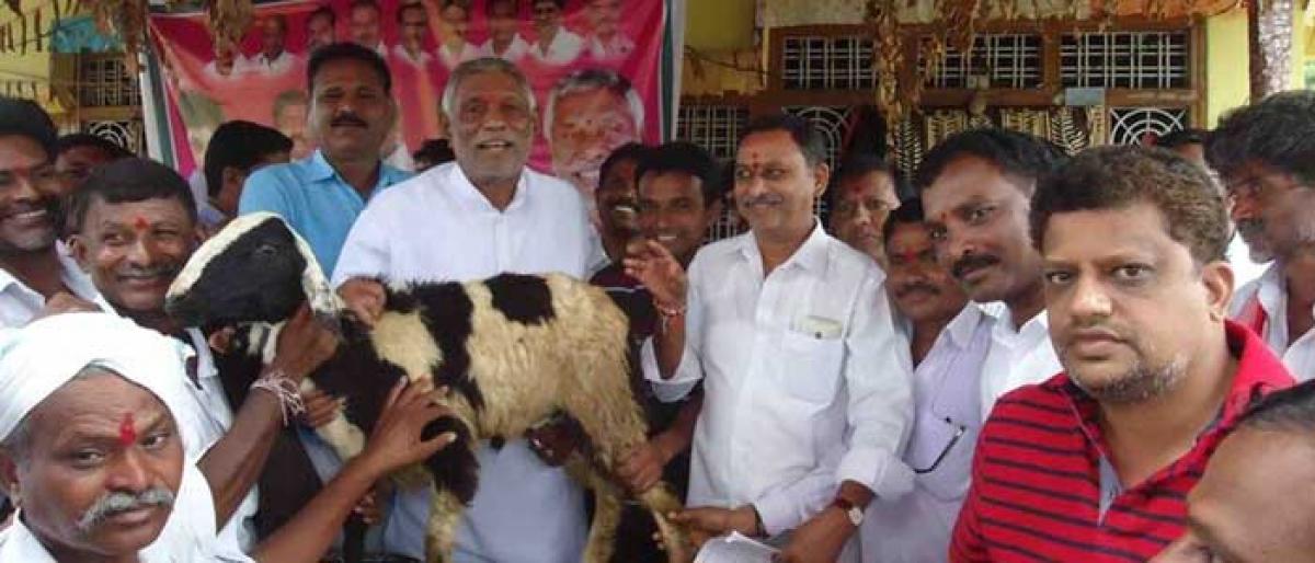 Sheep units distributed to beneficiaries