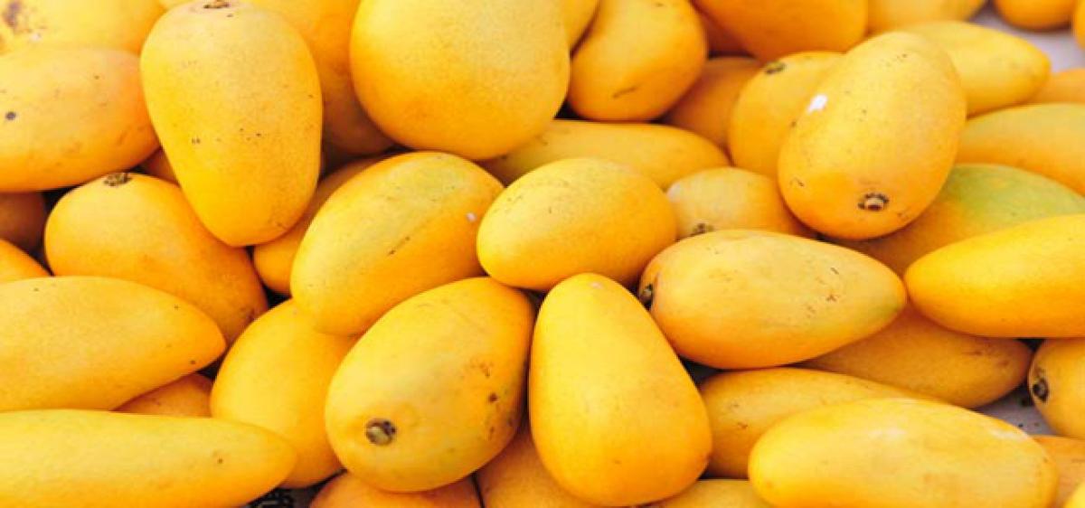 Nuzvid Banginapalli mango loses glory
