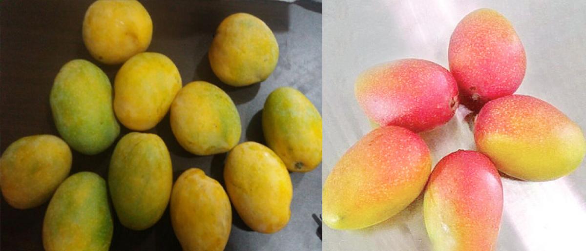 North Andhra mangoes for Germany