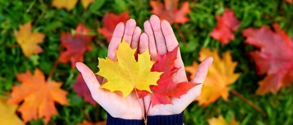 How maple leaf extract can act like Botox