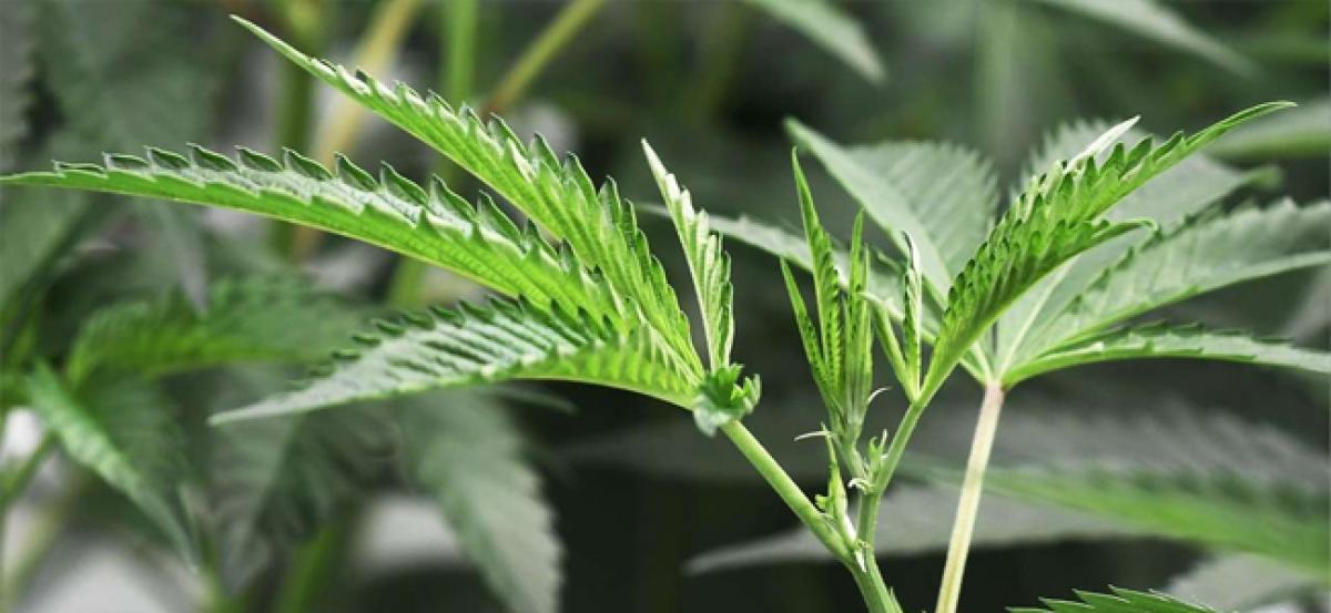 US approves first marijuana plant-derived drug for epilepsy