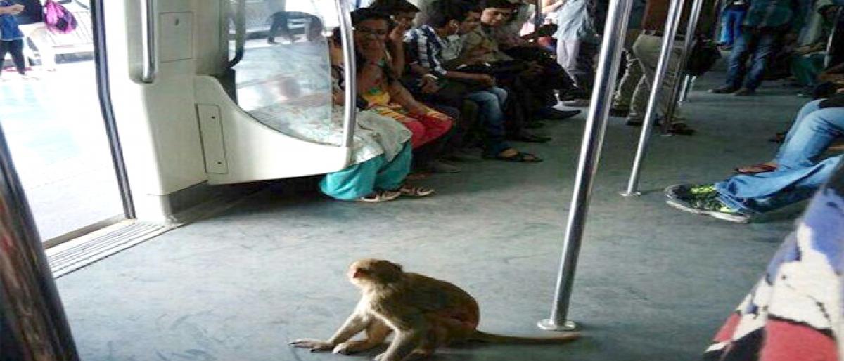 Monkey sneaks into Metro station, causes panic to passengers in Delhi