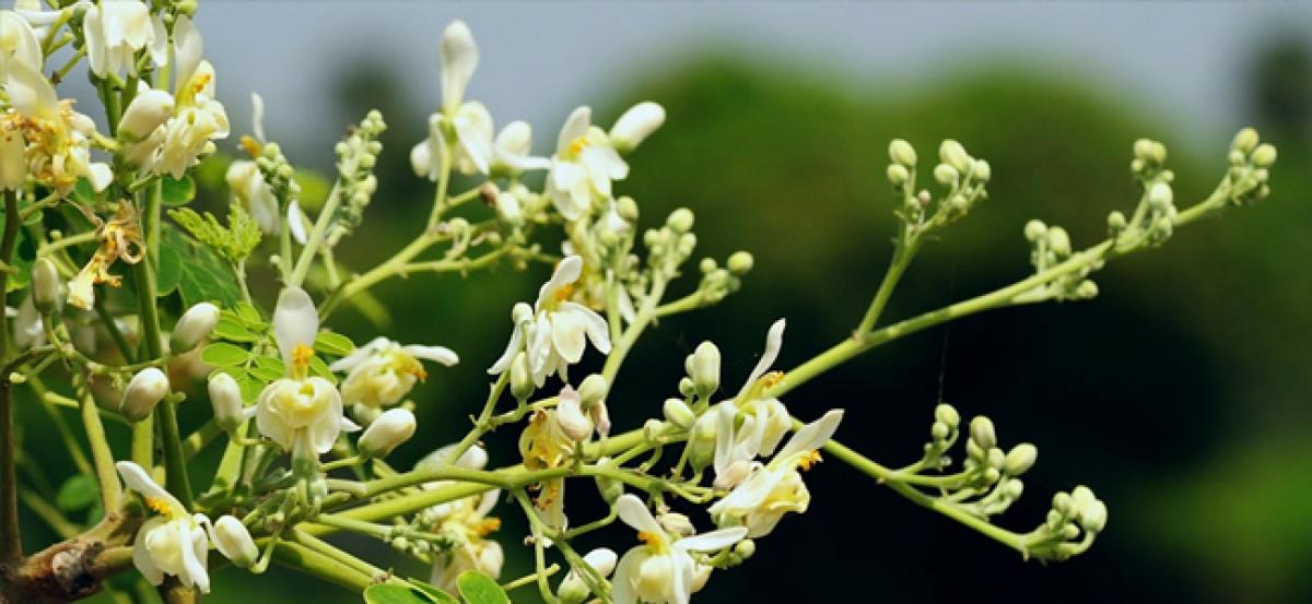Moringa Oleifera: The drumstick tree seeds can purify water for millions