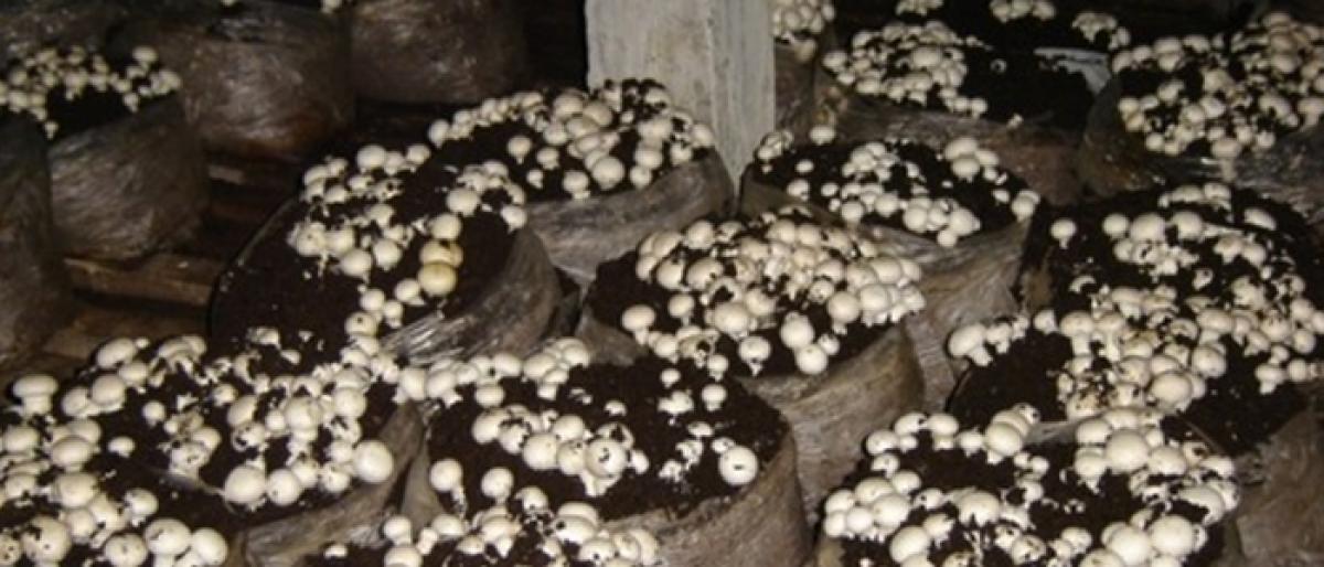Monsoon brings mushroom magic to Parvathipuram