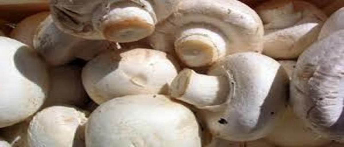 Mushrooms may have anti-ageing potential: Scientists