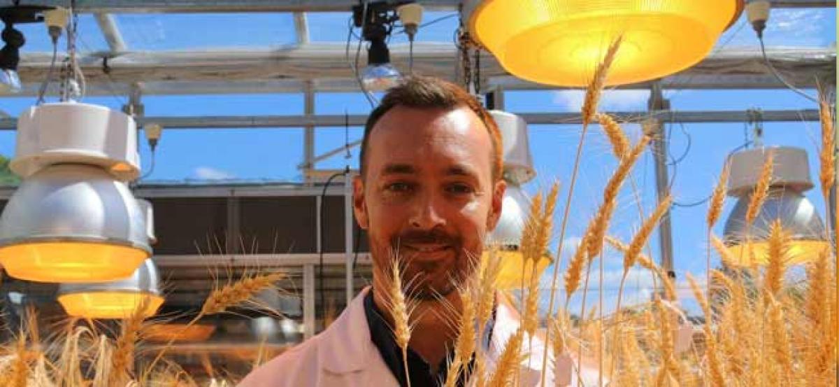 NASA-inspired ‘speed breeding’ method boosts wheat production