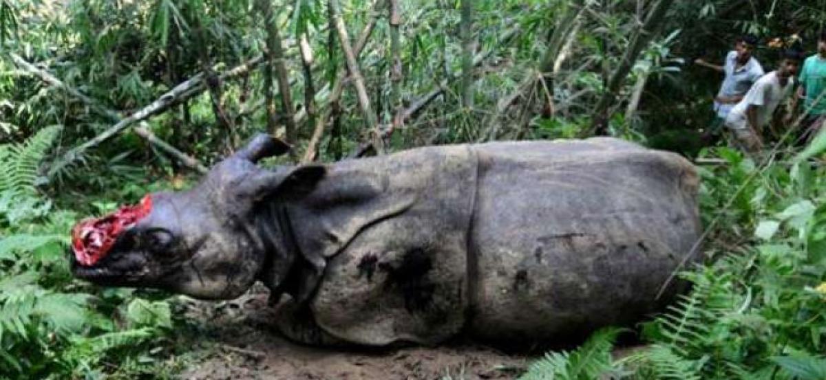 Rhino found dead with horn chopped off in Kaziranga National Park