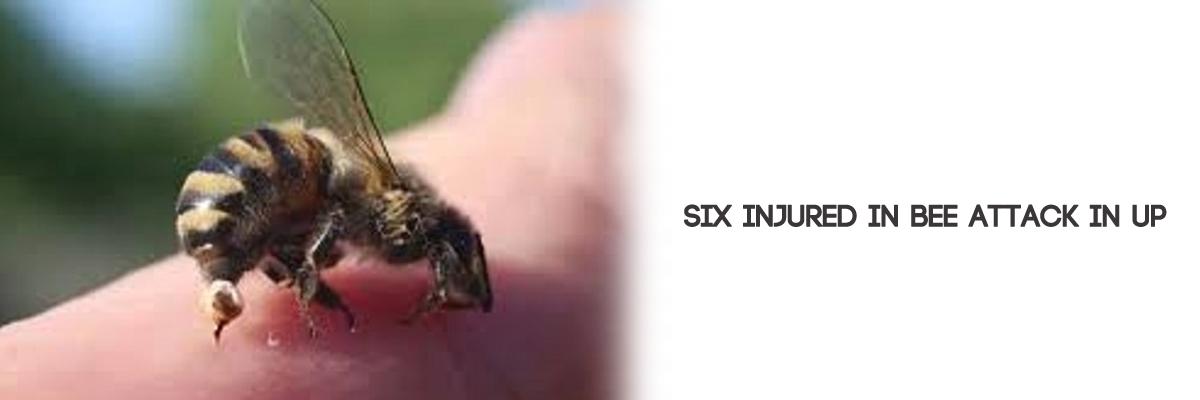 Six injured in bee attack in UP
