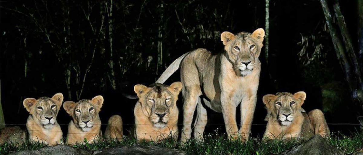 Move afoot on Hyderabad night safari park