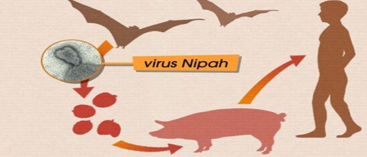 Nipah scare: No need to panic