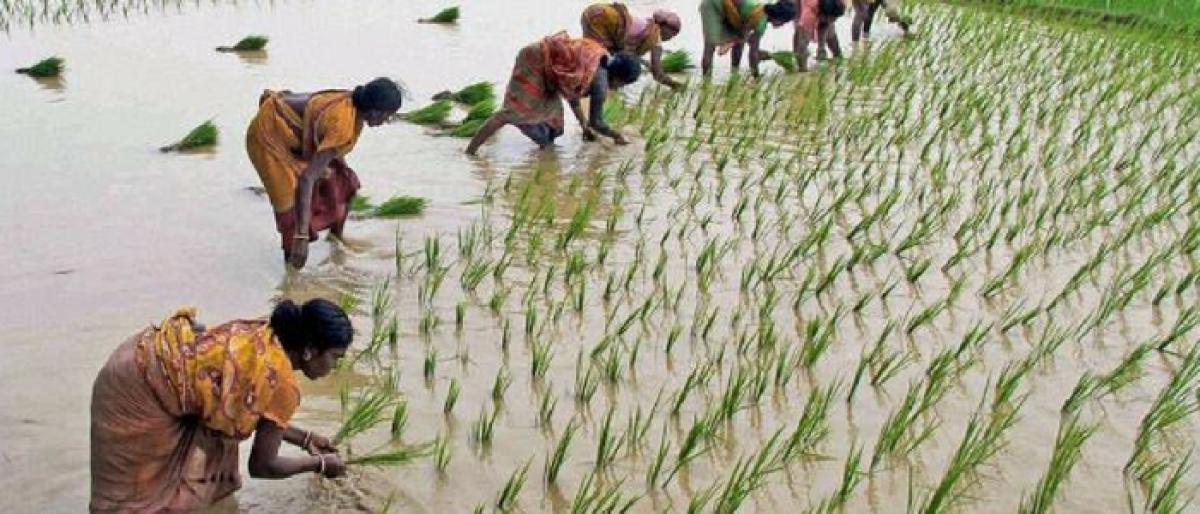 Nirmal puts brakes on paddy farming