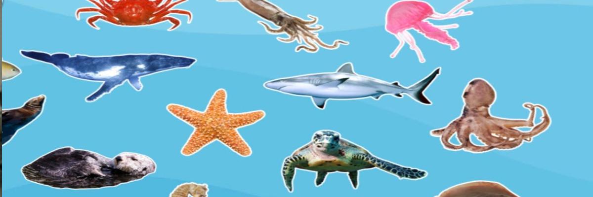 Learn about ocean animals