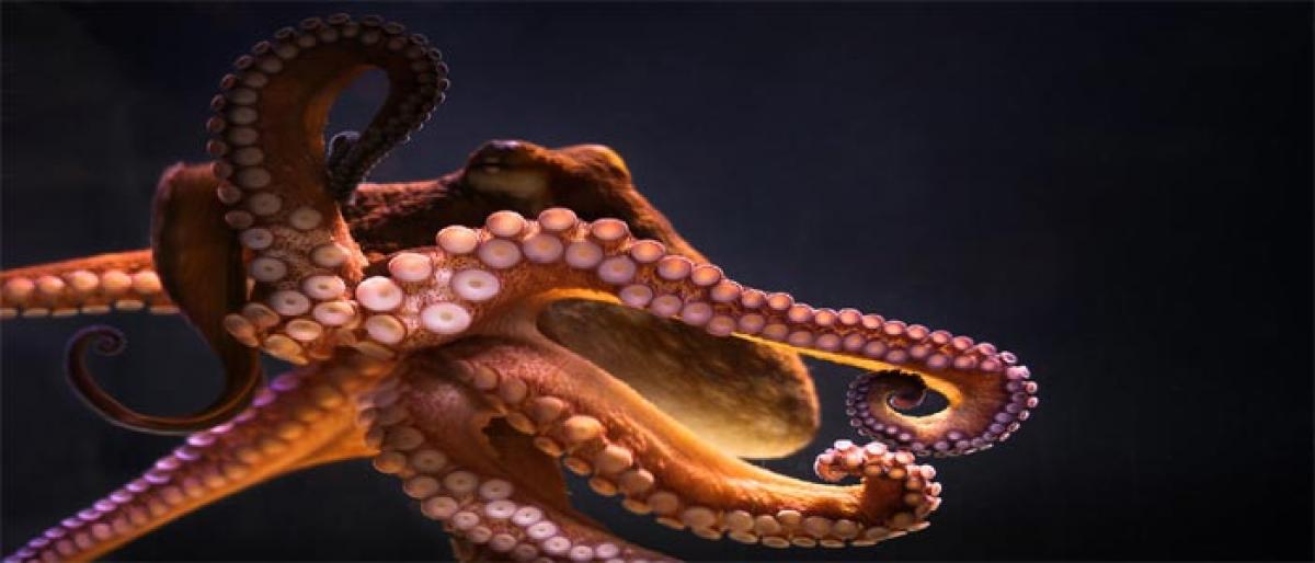 Scientists design ‘camouflaging  skin’ inspired by octopus