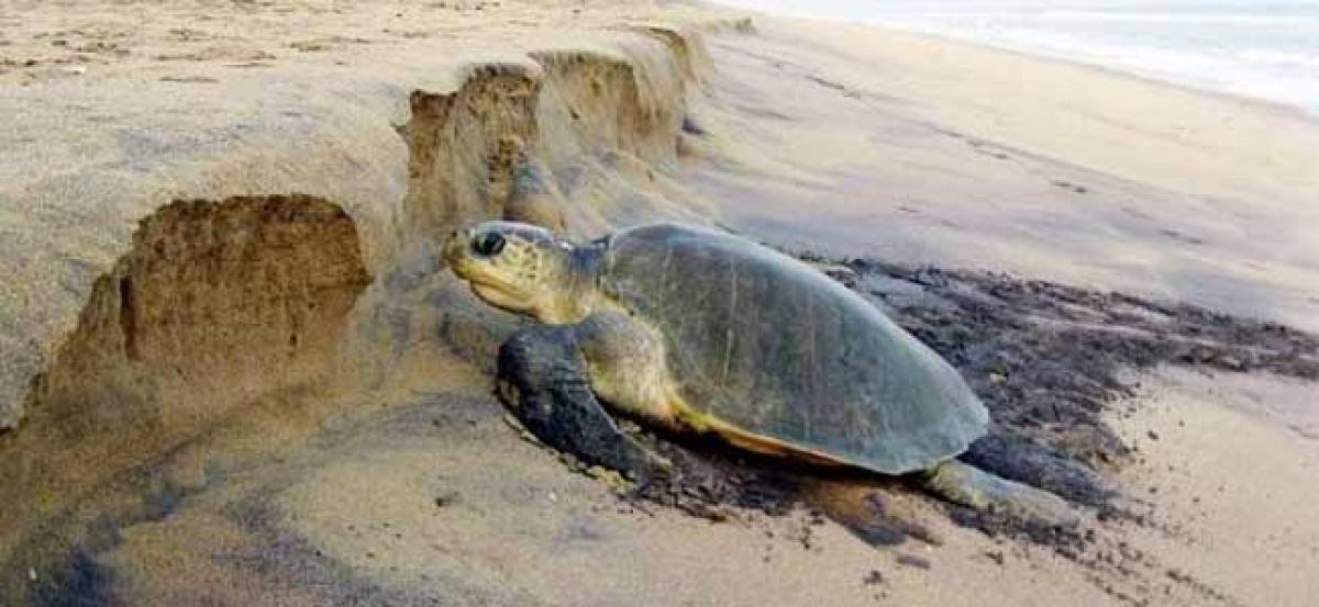 Odisha: 31 fishermen held for unlawful fishing activity in Olive Ridley turtle nesting zone