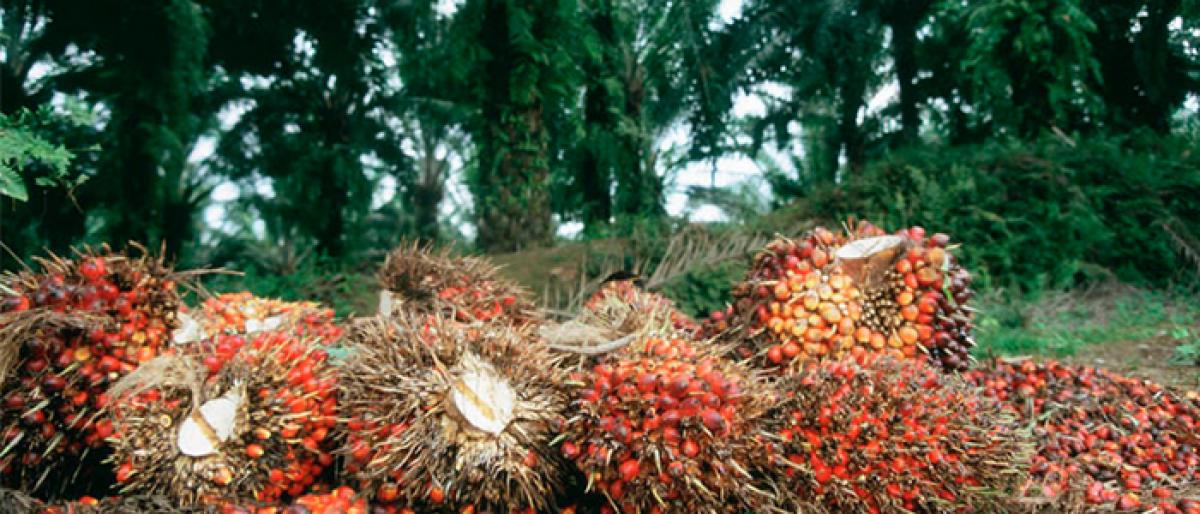 Govt hailed for release of Rs 65 cr to benefit oil palm famers