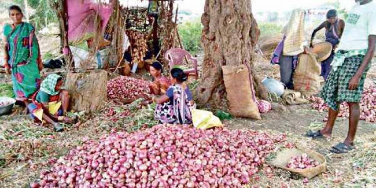 Low yields fail onion farmers in Mahbubnagar