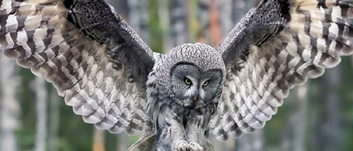 Owls wings could hold key to quieter aircraft