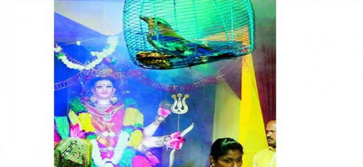 Palapitta rescued from pandal