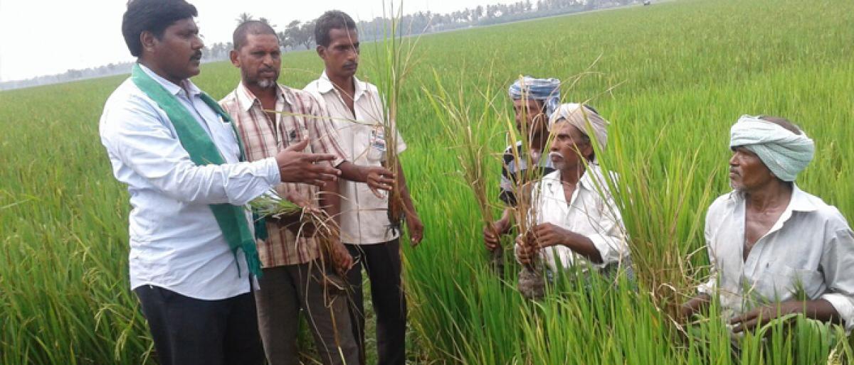 Farmers want compensation for pest-hit paddy