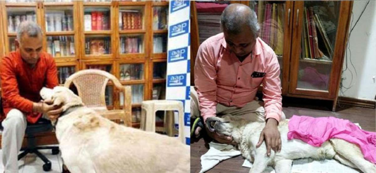 Somnath Bhartis pet Labrador Don who made headlines for biting his wife, dies