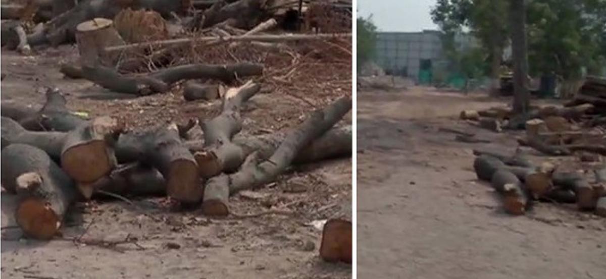 PIL filed against massive tree felling