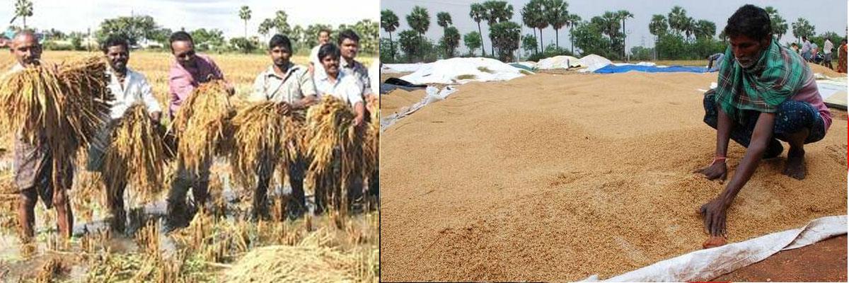 TS Government assures to buy damaged wet Paddy