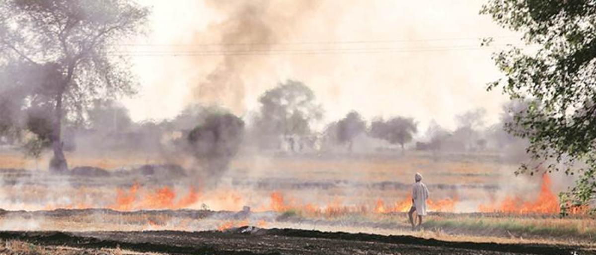 Punjab agri officials instructed against paddy stubble burning