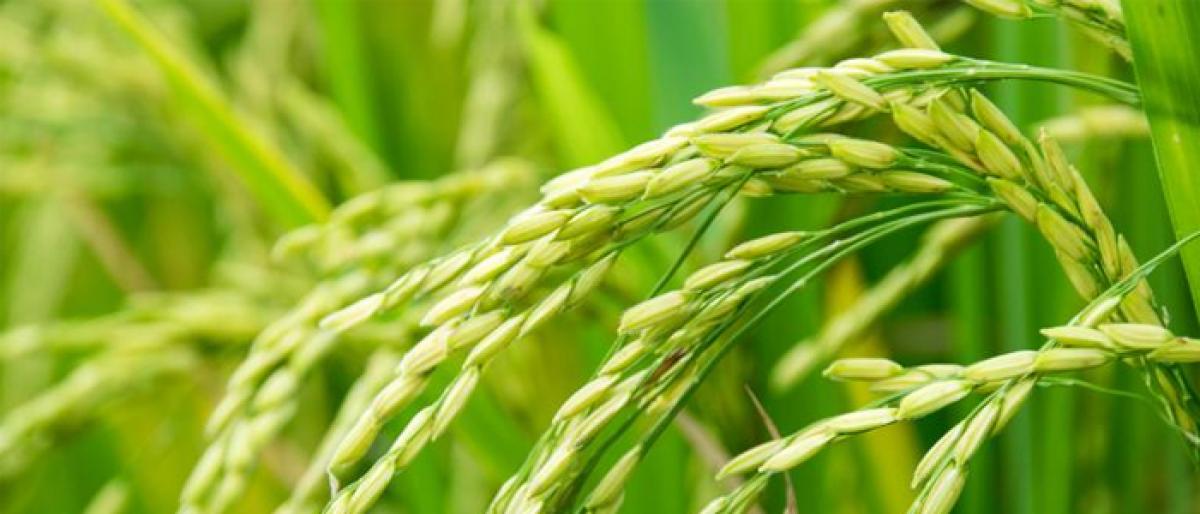 Punjab, Haryana paddy growers ‘soft targets’, say experts