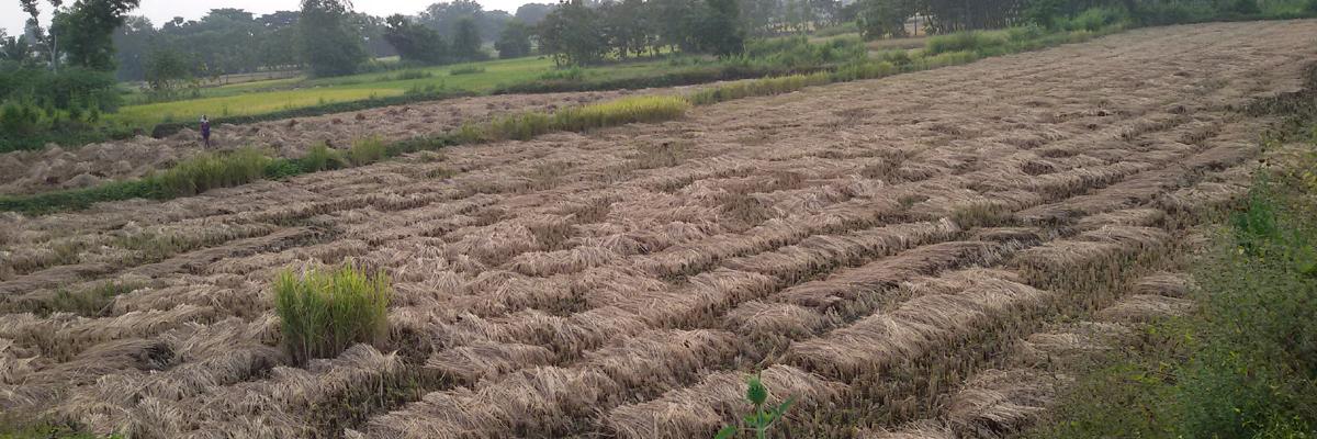 Officials expect 7 lakh tonnes paddy yield in Srikakulam district