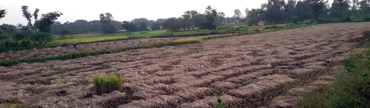 Paddy yield predicted as 7 lakh metric tonnes