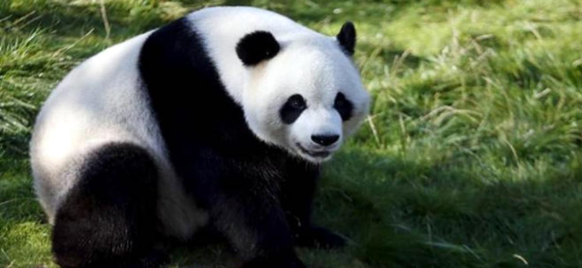 Cizhutuo Panda: 22,000 year old lineage of Panda species