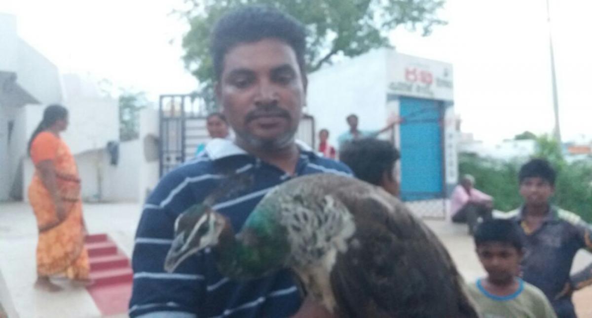 Peacocks leave forest, enter residential areas for food