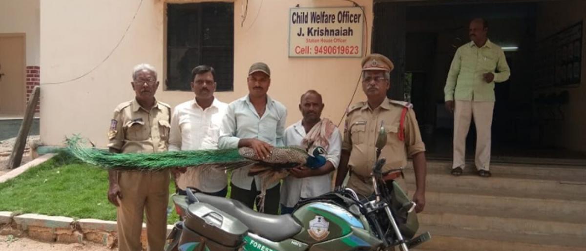 Peacock rescued, handed over to Forest department at Kosgi