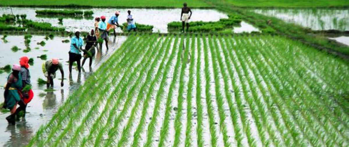 Rains bring back smiles on farmers faces in Khammam