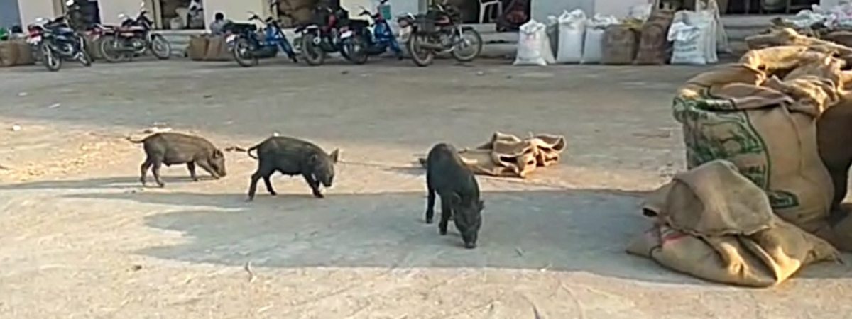 Market yard in Devarkadra in shambles, farmers harassed by wandering pigs