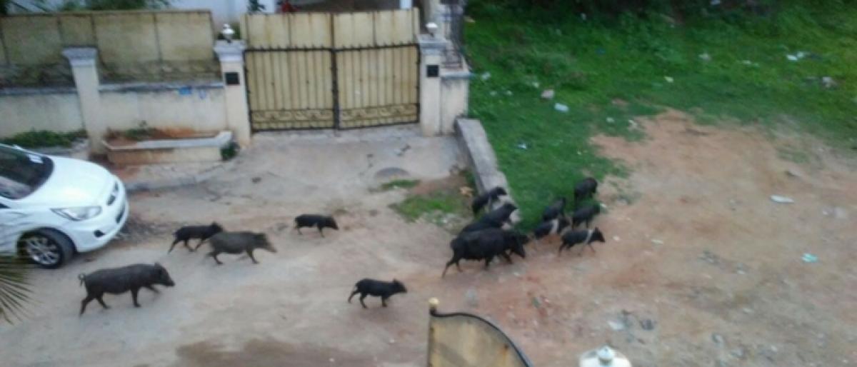 Pig menace resurfaces in Mahendra Hills