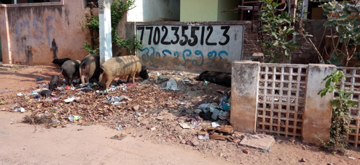 Stray pig menace haunts Kavali residents again