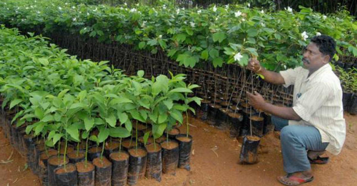 District readies 1.97 crore saplings for plantation drive