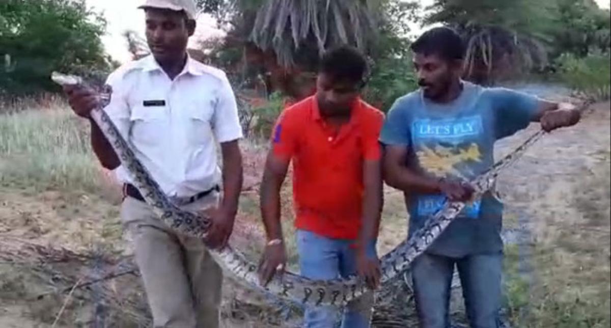Traffic home guard catches 10-ft python