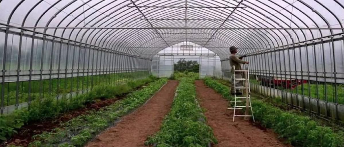 Polyhouses can bolster agriculture sector