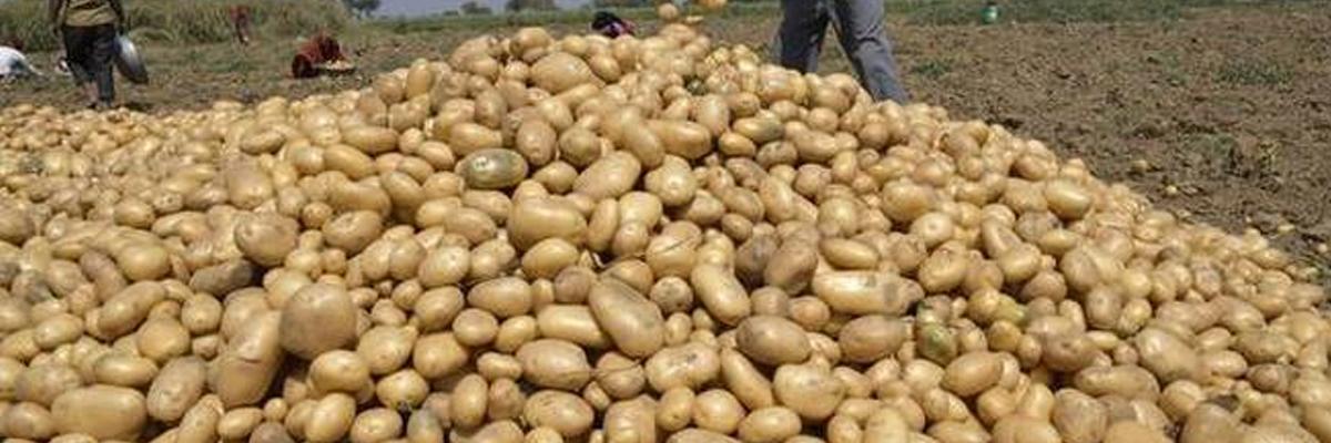 TN opposes move to close central potato research centre