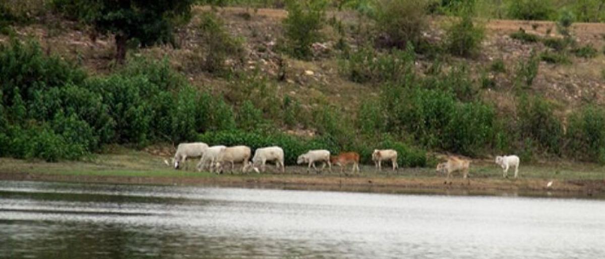 Replenished ponds to quench cattle’s thirst